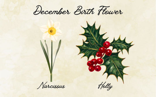 What Is The December Birth Flower? Meaning & Symbolism