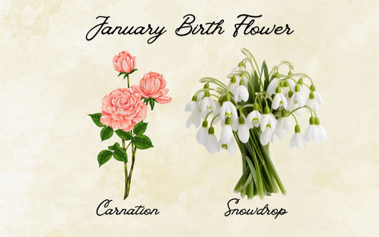 What Is The January Birth Flower? Meaning & Symbolism