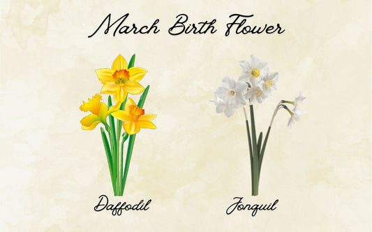 What Is The March Birth Flower? Meaning & Symbolism