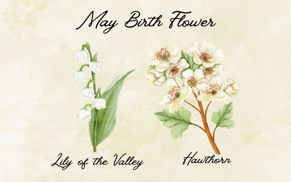 What Is The May Birth Flower? Meaning & Symbolism – CentimeGift
