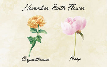 What Is The November Birth Flower? Meaning & Symbolism