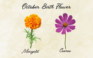 What Is The October Birth Flower? Meaning & Symbolism