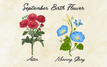 What Is The September Birth Flower? Meaning & Symbolism